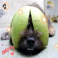 楊蓓蓓