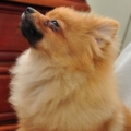 choutinyi