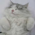 sammysam
