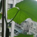 草人金