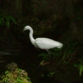 kusaichris