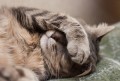 Catnap