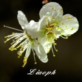 liaoph