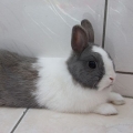 ☆可魯♂