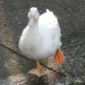 萌發好運