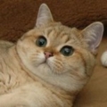catx753