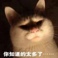 貓兒發呆