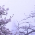 麻雀與雄鷹