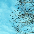 Qiao Xi