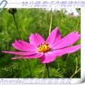 Amanda88888