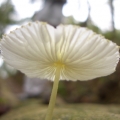 熊掌