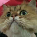 Prayo