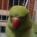 迷樣物體