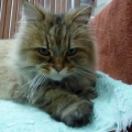 Lion15568