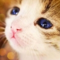 lovercat36