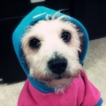 Dota Poppy