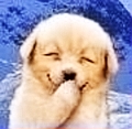 Happy購
