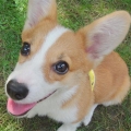 Raiven