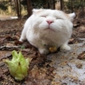 Leemoglu
