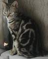catangel