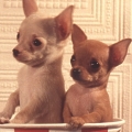 tobby0648