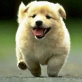 TheLittleFat