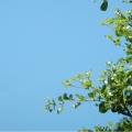 terresa2011
