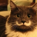 A MO MO