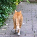 miaopiapia
