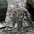 quoll888