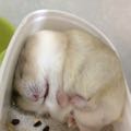 萊克寧