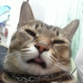 貓大腸
