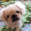 小豬2015