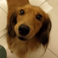 遙小狗