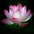 hsien5765