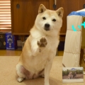 suyukao