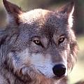 wolfcode
