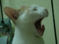 peggyhao