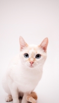 balletcat