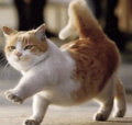 MACCAT