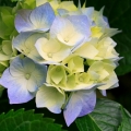 lily0923