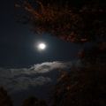 松月生夜涼