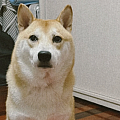 奥蘿拉