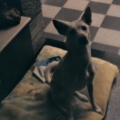 笨蛋狗狗