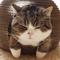 曉華子