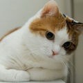 愛吃的小蘋果
