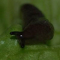 zinuo