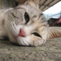 cat林小喵