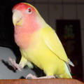 pinmei