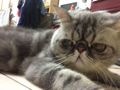 Cats Lin